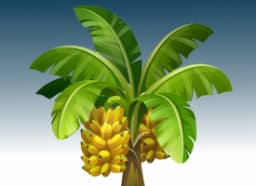 Banana Leaves