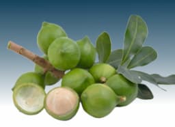 Tamanu Oil