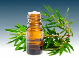 Tea Tree