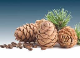 Cedarwood