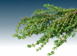 Thyme
