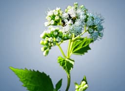 Snakeroot