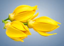 Ylang Ylang