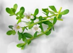 Brahmi (Bacopa monnieri)