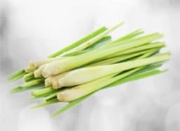 Lemongrass (Cymbopogon citratus)