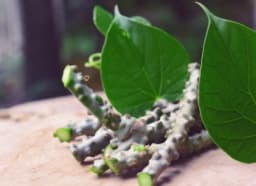 Giloy (Tinospora cordifolia)