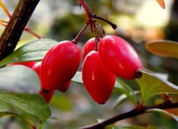 Barberry (Berberis aristata)