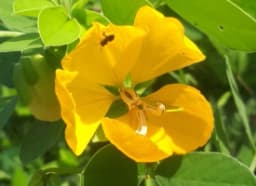 Senna Tora (Cassia tora)