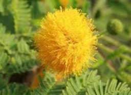 Acacia (Acacia arabica)