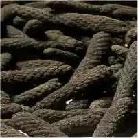 Long pepper (Piper longum)