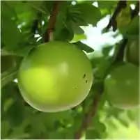 Indian Bael (Aegle marmelos)